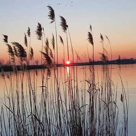 Palicka Oaza 155 * Palić